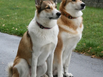 holky-vlajka_1600x900ms