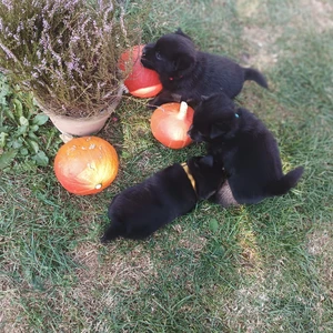 img-20240906-wa0008_1600x900ms