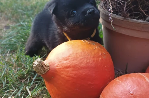 img-20240906-wa0016_1600x900ms