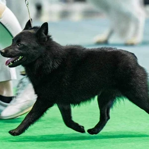 messenger_creation_e9b165a6-6f03-4304-b028-479cc9c86430_0_1600x900ms