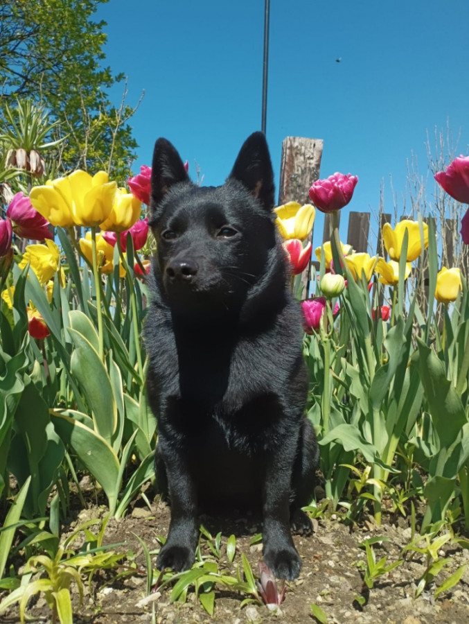 Chovatelsk&aacute; stanice &scaron;iperek z Letn&eacute; v Olomouci